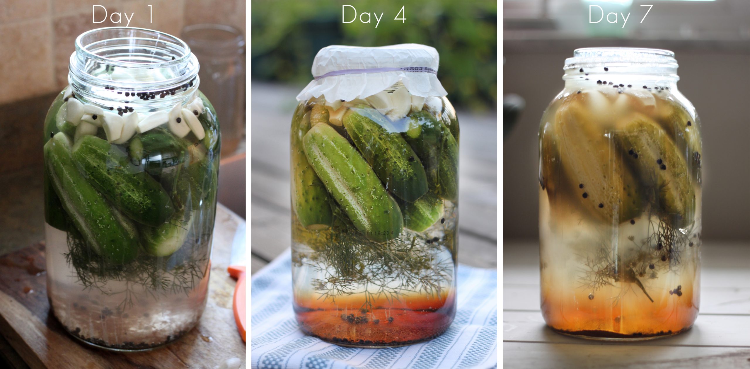 Fermentation Process for Pickles - Fermentation Process ScaleD